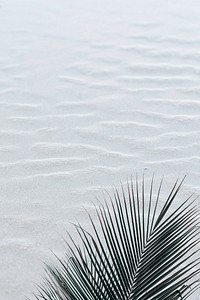 Tropical palm leaf on a sand textured background 