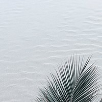 Tropical palm leaf on a sand textured background 