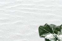 Variegated leaf on white texture background