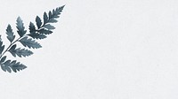 Leatherleaf fern blank background
