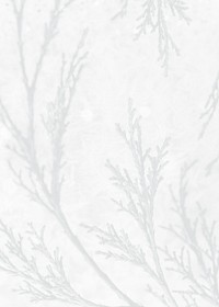 Spruce twig shadow white background