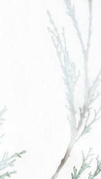 Spruce twig white phone background