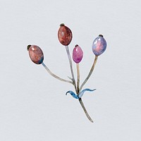 Hand drawn watercolor botanical flower bud illustration