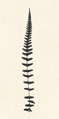 Psd black fern leaf vintage illustration sticker