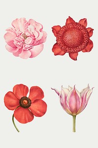 Vintage flowers blooming illustration vector set, remix from The Model Book of Calligraphy Joris Hoefnagel and Georg Bocskay