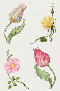 Vintage flowers psd illustration set, remix from The Model Book of Calligraphy Joris Hoefnagel and Georg Bocskay