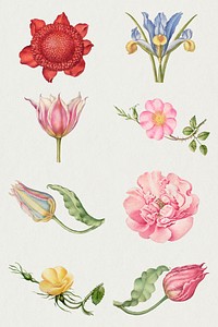 Vintage flowers blooming illustration psd set, remix from The Model Book of Calligraphy Joris Hoefnagel and Georg Bocskay