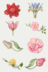 Vintage flowers blooming illustration vector set, remix from The Model Book of Calligraphy Joris Hoefnagel and Georg Bocskay