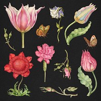 Hand-drawn floral illustration set, remix from The Model Book of Calligraphy Joris Hoefnagel and Georg Bocskay