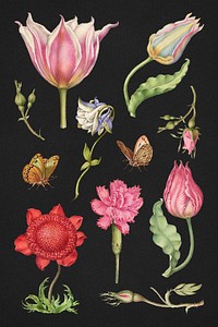 Hand-drawn floral illustration set, remix from The Model Book of Calligraphy Joris Hoefnagel and Georg Bocskay