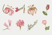 Vintage blooming pink flower vector illustration set, remix from The Model Book of Calligraphy Joris Hoefnagel and Georg Bocskay
