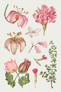 Blooming pink flowers hand drawn floral illustration set, remix from The Model Book of Calligraphy Joris Hoefnagel and Georg Bocskay