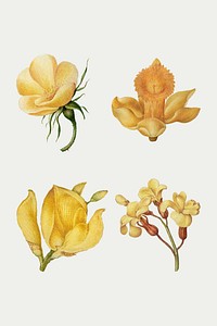 Botanical hand drawn vector vintage yellow flower set, remix from The Model Book of Calligraphy Joris Hoefnagel and Georg Bocskay