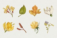 Botanical hand drawn psd vintage yellow flower set, remix from The Model Book of Calligraphy Joris Hoefnagel and Georg Bocskay