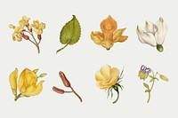 Botanical hand drawn vector vintage yellow flower set, remix from The Model Book of Calligraphy Joris Hoefnagel and Georg Bocskay