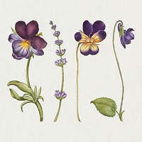 Purple flower botanical vintage illustration, remix from The Model Book of Calligraphy Joris Hoefnagel and Georg Bocskay