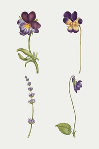 Purple flower vector flower botanical vintage illustration, remix from The Model Book of Calligraphy Joris Hoefnagel and Georg Bocskay