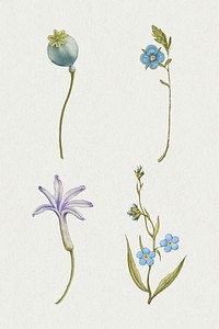 Blue flower psd botanical illustration set, remix from The Model Book of Calligraphy Joris Hoefnagel and Georg Bocskay