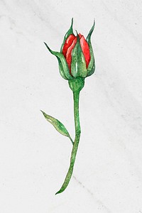 Vintage watercolor rose clipart psd