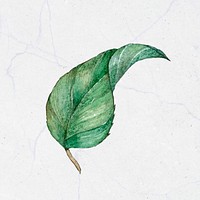 Vintage leaf painting clipart psd