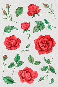 Psd rose and leaf collection watercolor style
