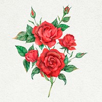 Hand drawn vector red rose flower