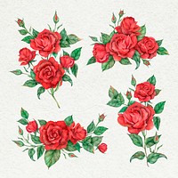 Blooming red rose flower vector set