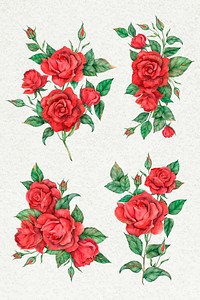 Hand drawn vector red rose flower set