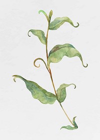 Watercolor leaves on branch vector