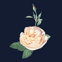 Elegant yellow vector cabbage rose bouquet hand drawn illustration