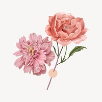 Peony flowers, aesthetic collage element psd