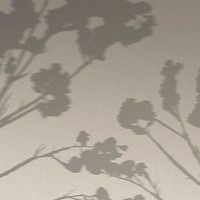 Background with shadow of cotton branch