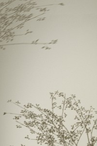 Background psd with shadow of floral branches