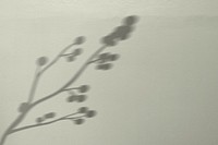 Background psd with blooming cotton branch shadow