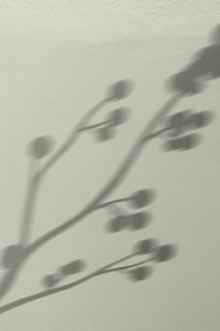 Background psd with blooming cotton branch shadow