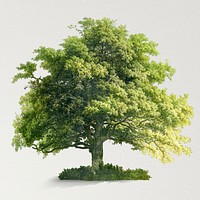 Green oak tree for world environment campaign