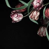 Tulip border on black background