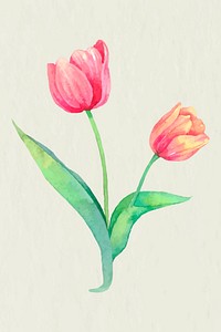 Easter tulip design element vector watercolor illustration
