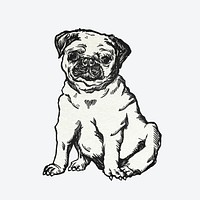 Cute pug dog graphic vintage illustration