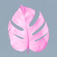 Pink monstera leaf in pastel tone