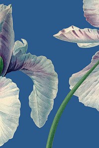 Spanish iris background vector illustration, remixed from public domain artworks