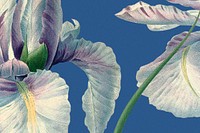 Spring floral background with Spanish iris illustration, remixed from public domain artworks