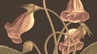 Vintage floral HD wallpaper with gloxinia illustration, remixed from public domain artworks