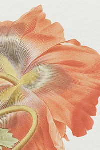 Vintage floral background with poppy flower illustration, remixed from public domain artworks