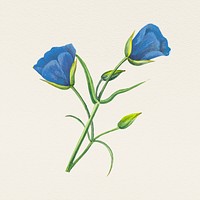 Summer blue flower hand drawn illustration, remixed from public domain artworks