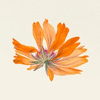 Vintage orange flower vector illustration, remixed from public domain artworks