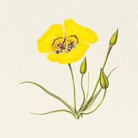 Vintage mariposa lily flower vector illustration, remixed from public domain artworks