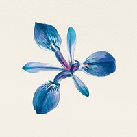 Vintage blue iris flower hand drawn illustration, remixed from public domain artworks