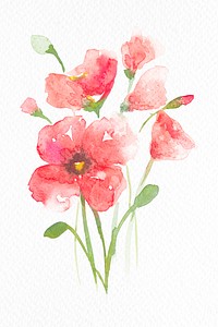 Pink poppy flower watercolor  spring seasonal graphic