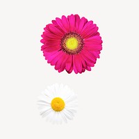 Daisy collage element, pink & white design